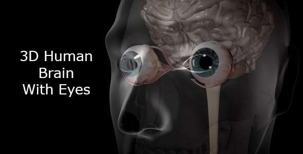 3d Human Brain With Eyes - Videohive 20407402 Download