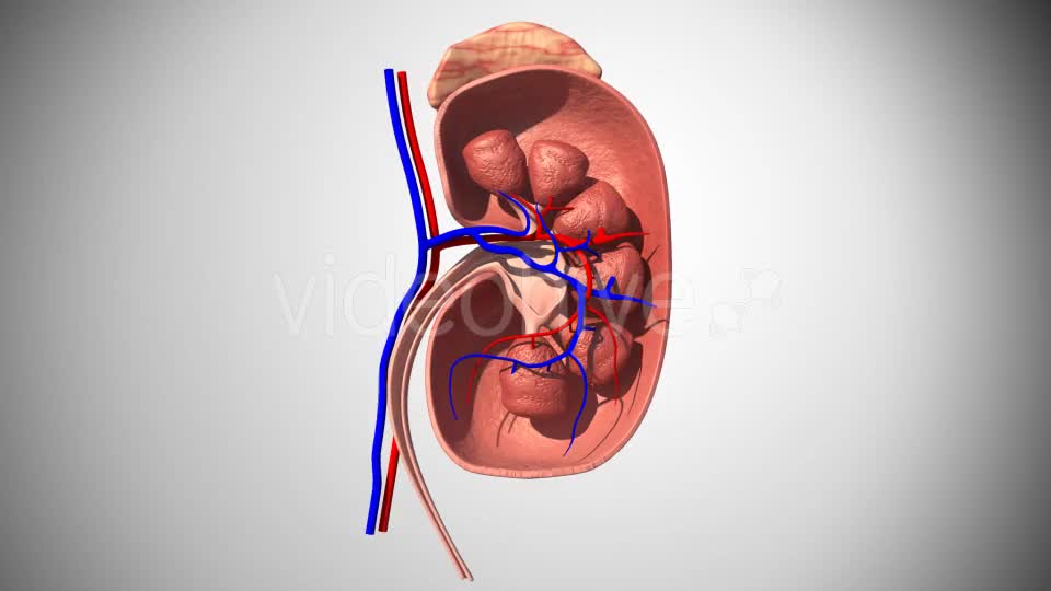3D Kidney Model Videohive 16974188 Motion Graphics Image 1