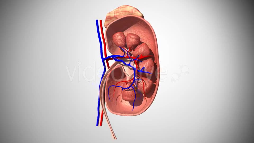 3D Kidney Model Videohive 16974188 Motion Graphics Image 2