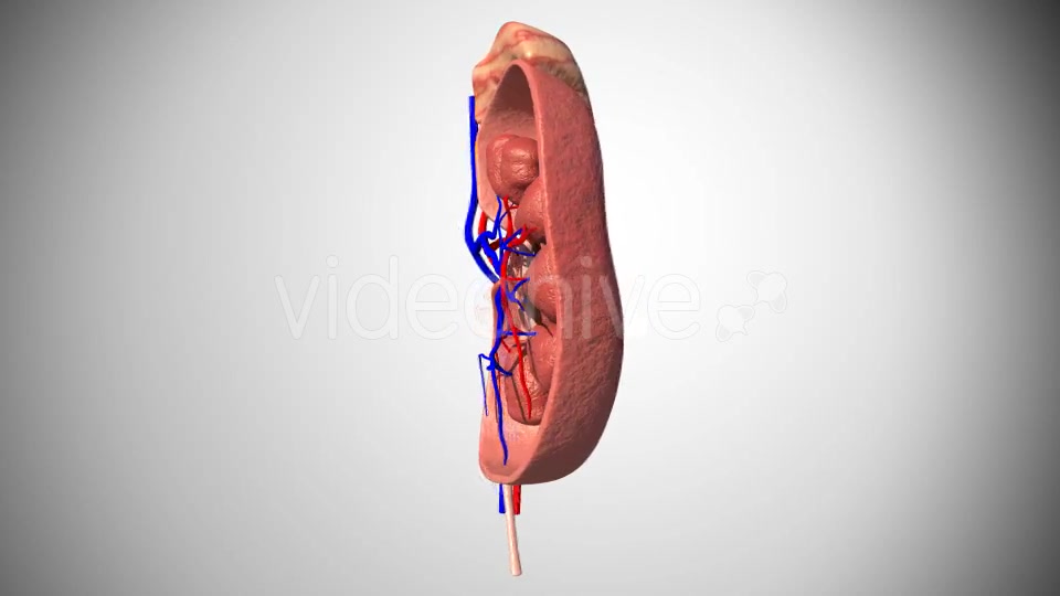 3D Kidney Model Videohive 16974188 Motion Graphics Image 3