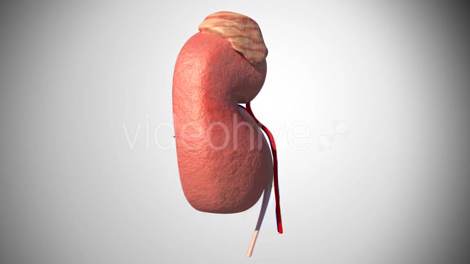 3D Kidney Model Videohive 16974188 Motion Graphics Image 4