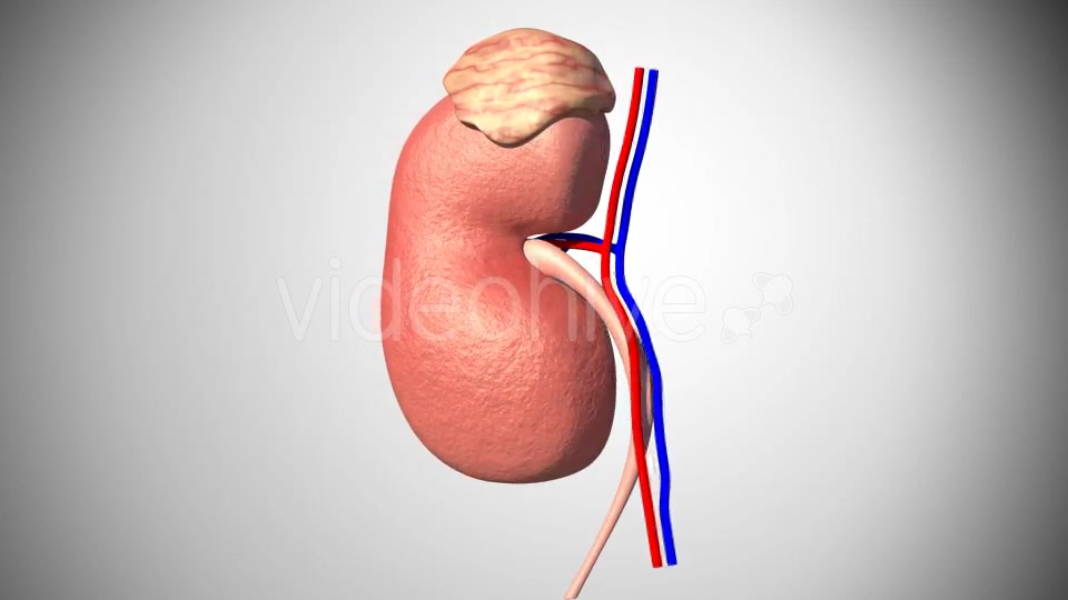3D Kidney Model Videohive 16974188 Motion Graphics Image 5
