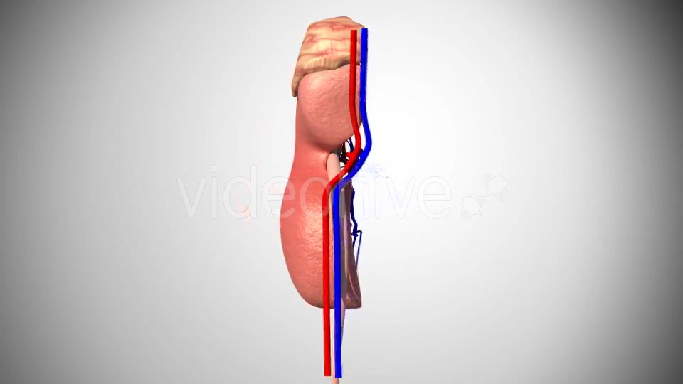 3D Kidney Model Videohive 16974188 Motion Graphics Image 6
