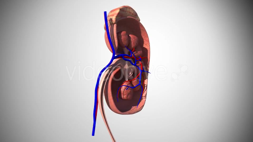 3D Kidney Model Videohive 16974188 Motion Graphics Image 7