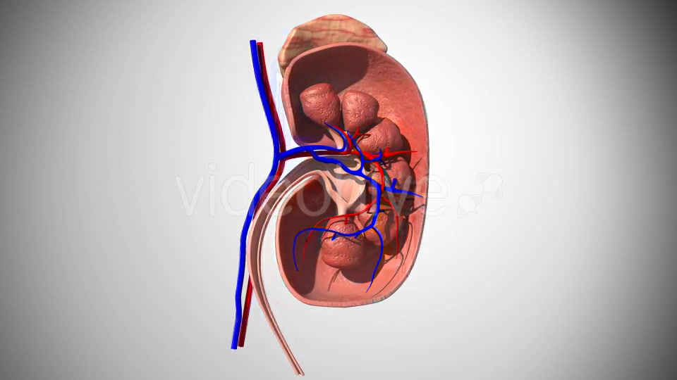 3D Kidney Model Videohive 16974188 Motion Graphics Image 8
