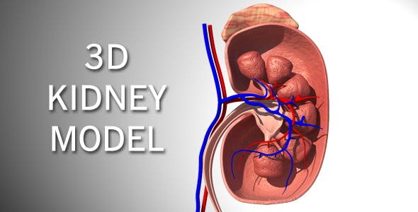 3D Kidney Model - 16974188 Videohive Download