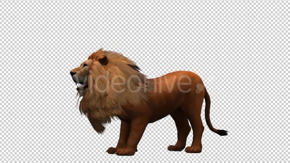3D Lion Animation 10 Videohive 20592337 Motion Graphics Image 1