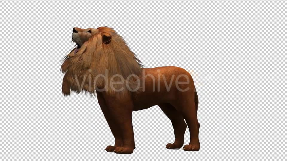 3D Lion Animation 10 Videohive 20592337 Motion Graphics Image 2
