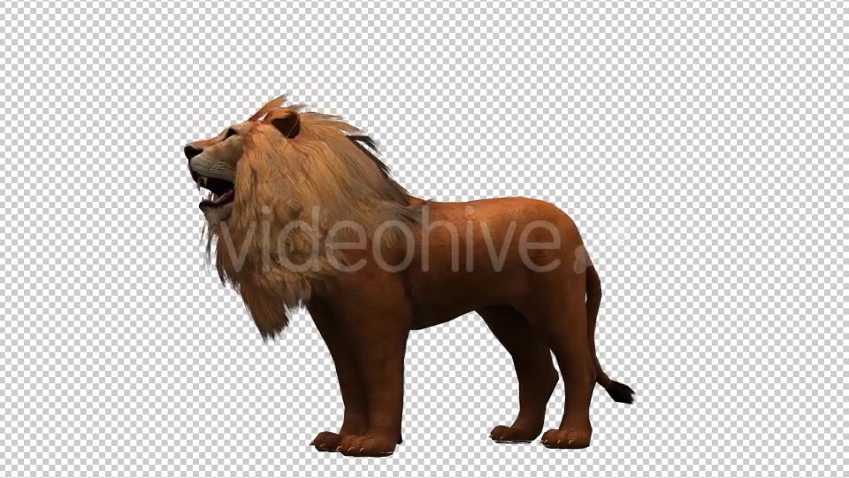 3D Lion Animation 10 Videohive 20592337 Motion Graphics Image 3