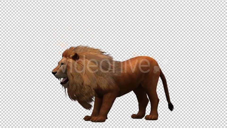 3D Lion Animation 10 Videohive 20592337 Motion Graphics Image 4
