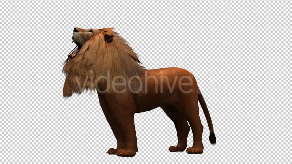 3D Lion Animation 10 Videohive 20592337 Motion Graphics Image 5
