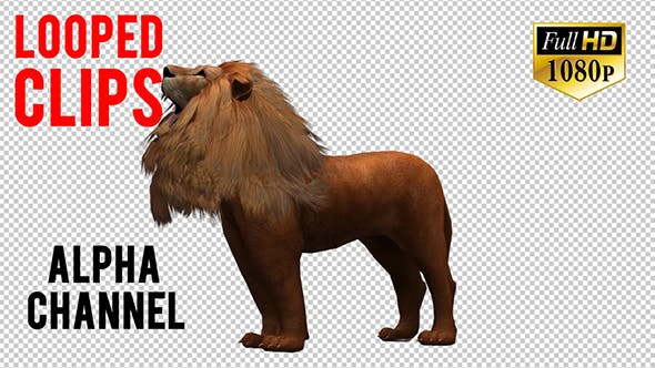 3D Lion Animation 10 - 20592337 Download Videohive