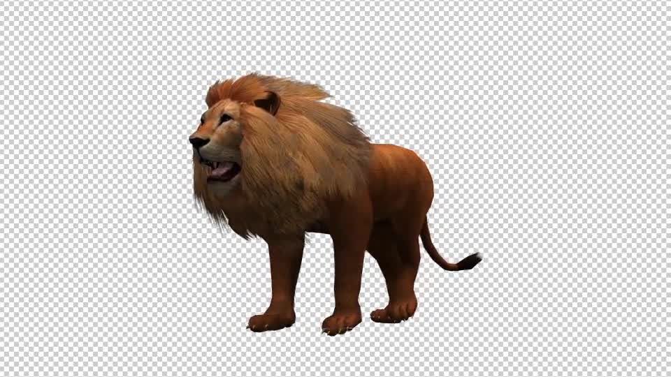 3D Lion Animation 8 Videohive 20592157 Motion Graphics Image 1