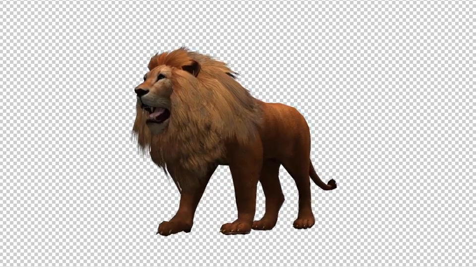 3D Lion Animation 8 Videohive 20592157 Motion Graphics Image 4