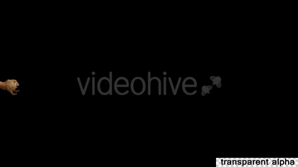 3D Lion Running Videohive 19724684 Motion Graphics Image 1