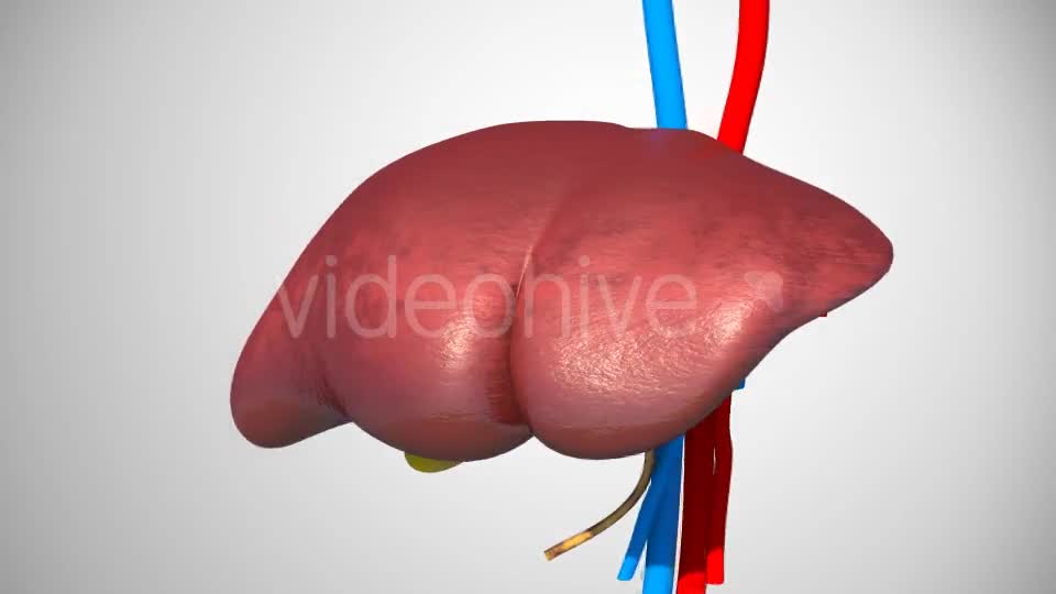 3D Liver Model Videohive 17000338 Motion Graphics Image 1