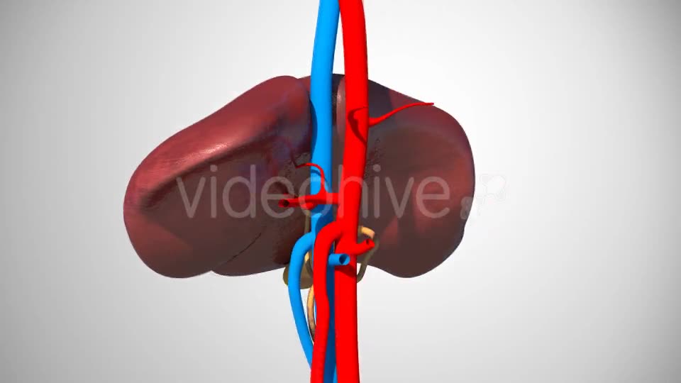 3D Liver Model Videohive 17000338 Motion Graphics Image 2