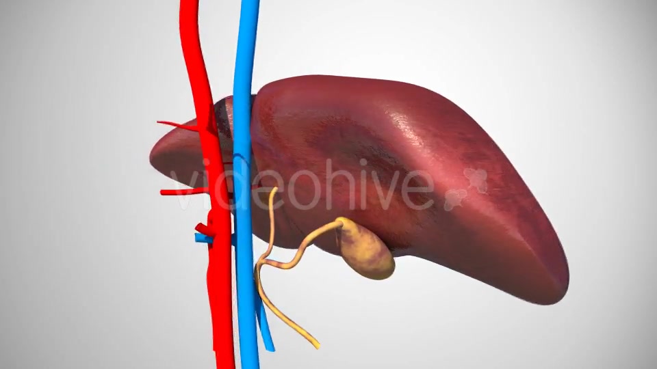 3D Liver Model Videohive 17000338 Motion Graphics Image 3