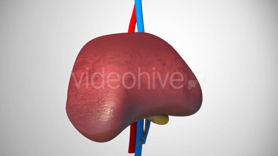 3D Liver Model Videohive 17000338 Motion Graphics Image 4