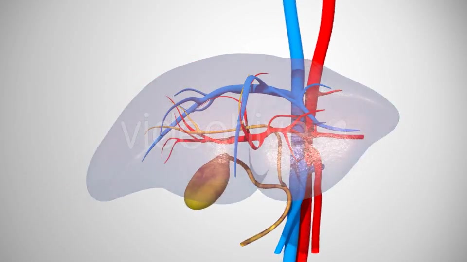 3D Liver Model Videohive 17000338 Motion Graphics Image 5