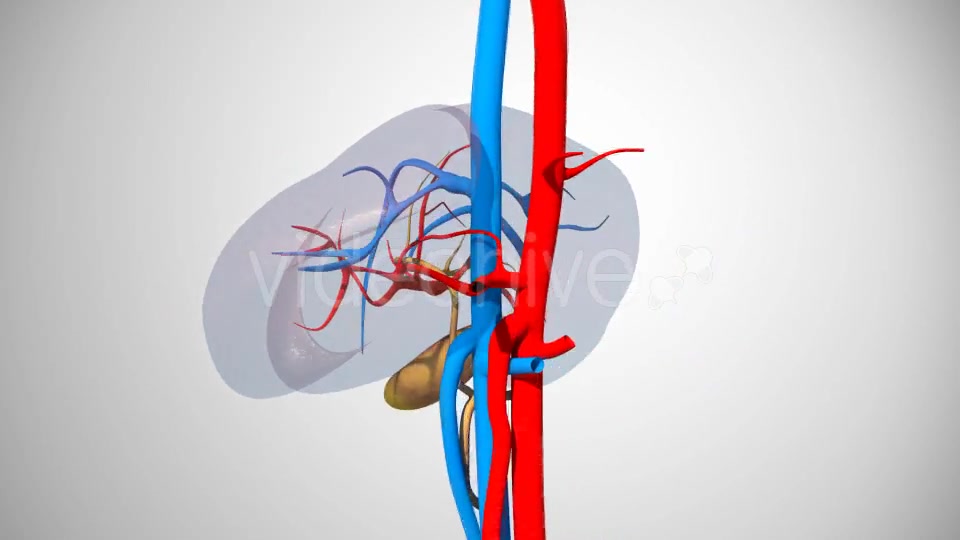 3D Liver Model Videohive 17000338 Motion Graphics Image 6