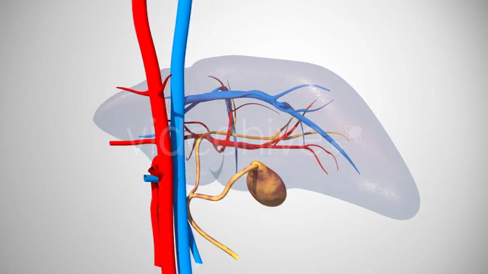 3D Liver Model Videohive 17000338 Motion Graphics Image 7