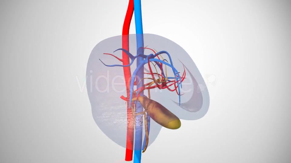 3D Liver Model Videohive 17000338 Motion Graphics Image 8