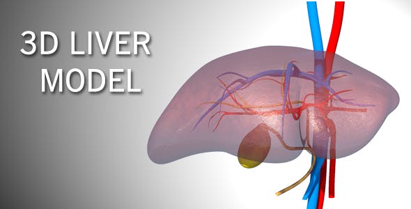 3D Liver Model - Download Videohive 17000338