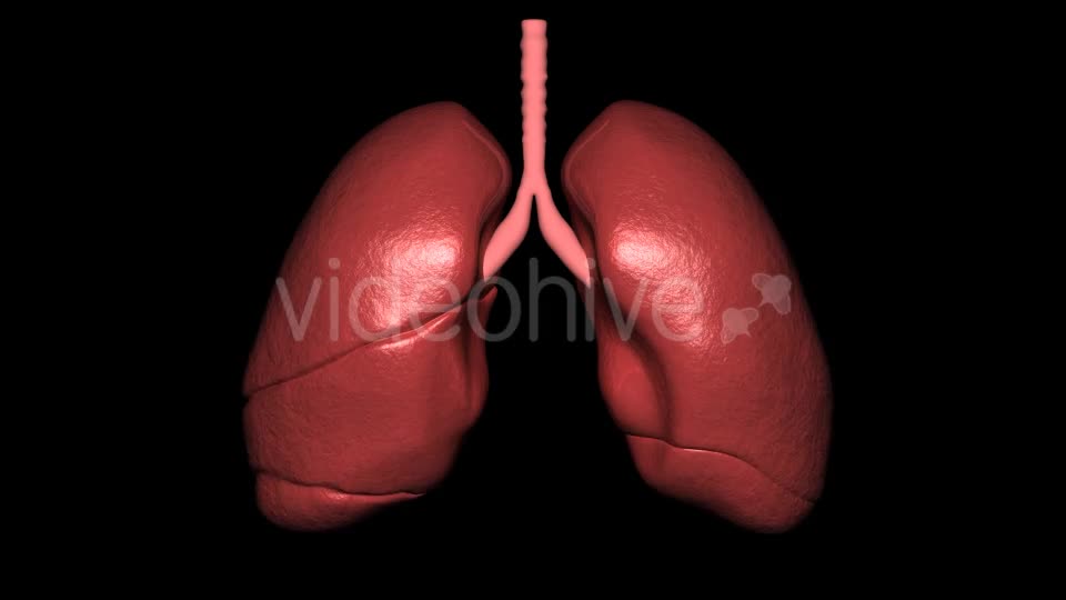 3D Lungs Breathing Videohive 16806522 Motion Graphics Image 1