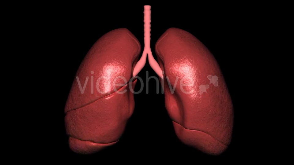 3D Lungs Breathing Videohive 16806522 Motion Graphics Image 2