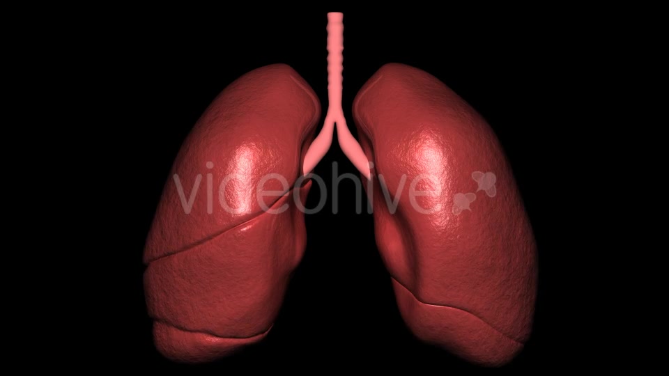 3D Lungs Breathing Videohive 16806522 Motion Graphics Image 3