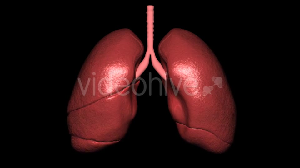 3D Lungs Breathing Videohive 16806522 Motion Graphics Image 4