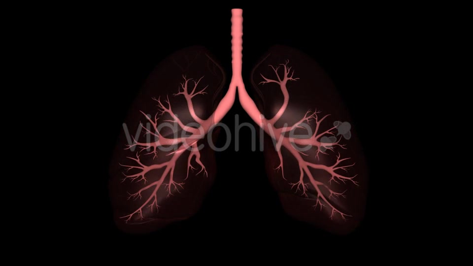 3D Lungs Breathing Videohive 16806522 Motion Graphics Image 5