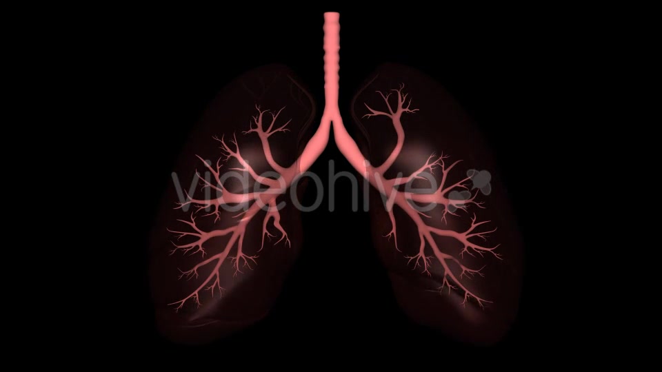 3D Lungs Breathing Videohive 16806522 Motion Graphics Image 6