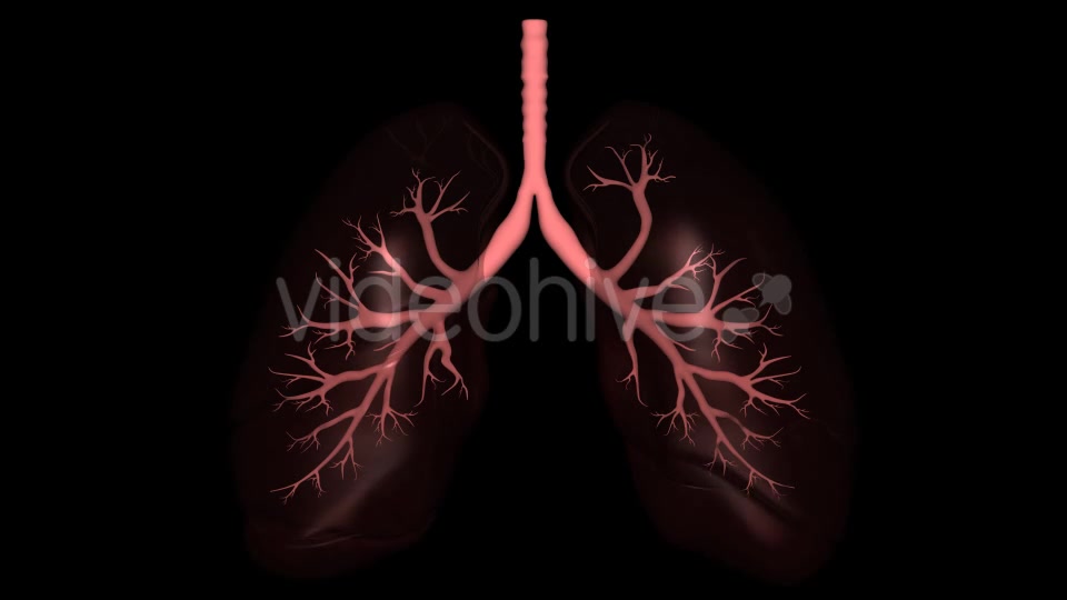 3D Lungs Breathing Videohive 16806522 Motion Graphics Image 7