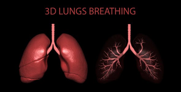 3D Lungs Breathing - Download Videohive 16806522