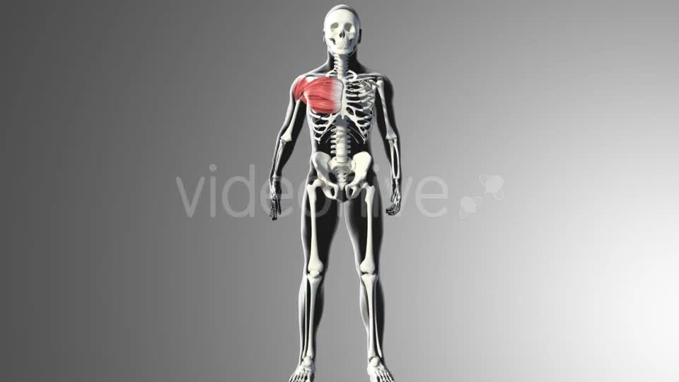 3D Pectoral Muscles Animation Videohive 20912760 Motion Graphics Image 1