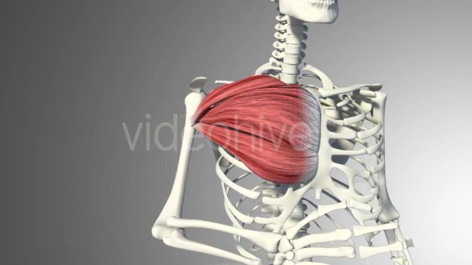 3D Pectoral Muscles Animation Videohive 20912760 Motion Graphics Image 10