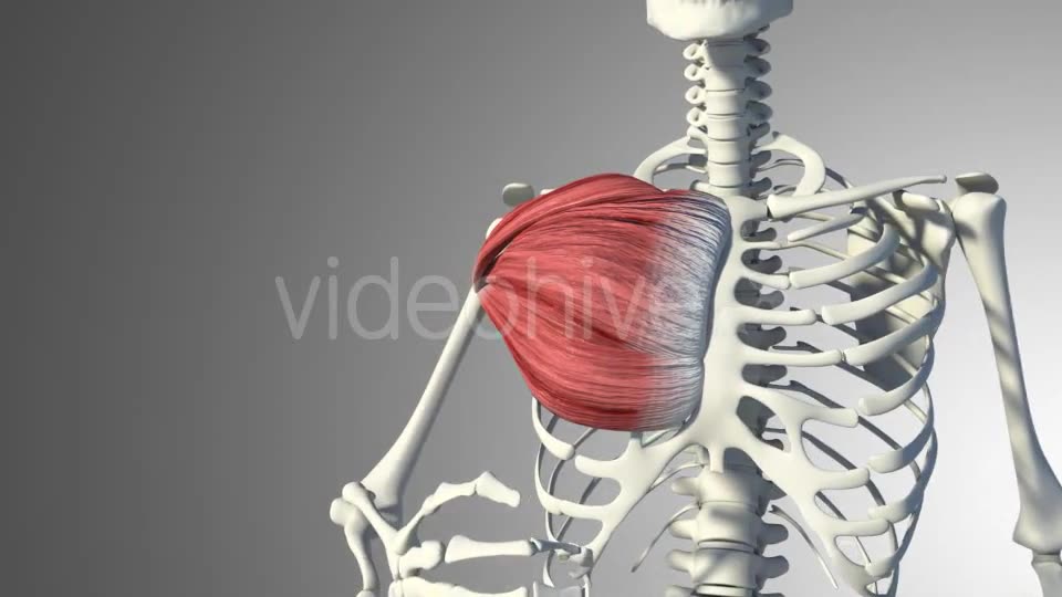 3D Pectoral Muscles Animation Videohive 20912760 Motion Graphics Image 11