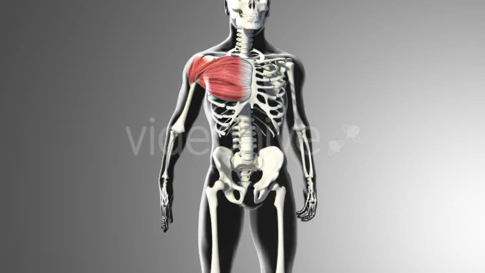 3D Pectoral Muscles Animation Videohive 20912760 Motion Graphics Image 2