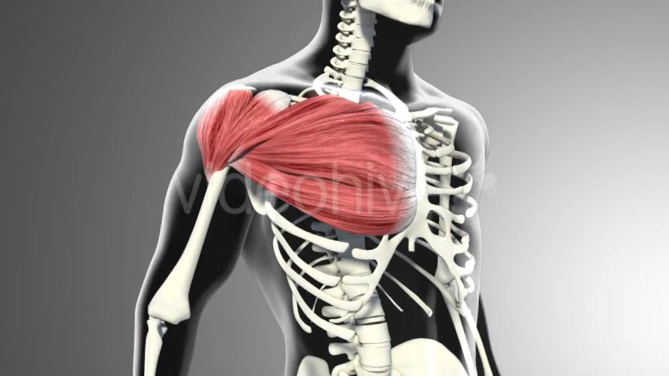 3D Pectoral Muscles Animation Videohive 20912760 Motion Graphics Image 3