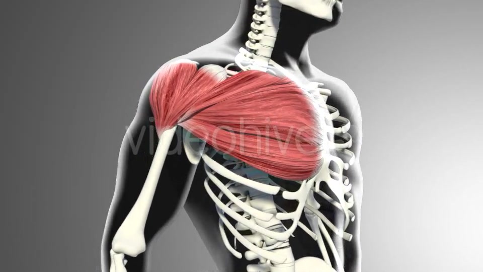 3D Pectoral Muscles Animation Videohive 20912760 Motion Graphics Image 4