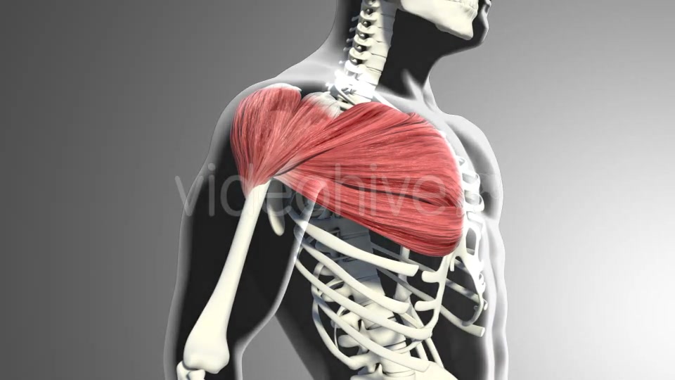 3D Pectoral Muscles Animation Videohive 20912760 Motion Graphics Image 5