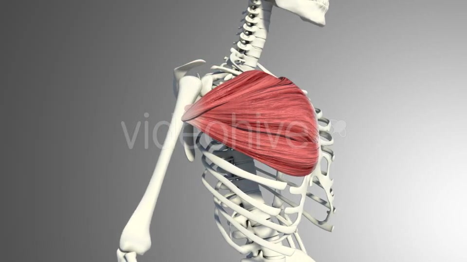 3D Pectoral Muscles Animation Videohive 20912760 Motion Graphics Image 6