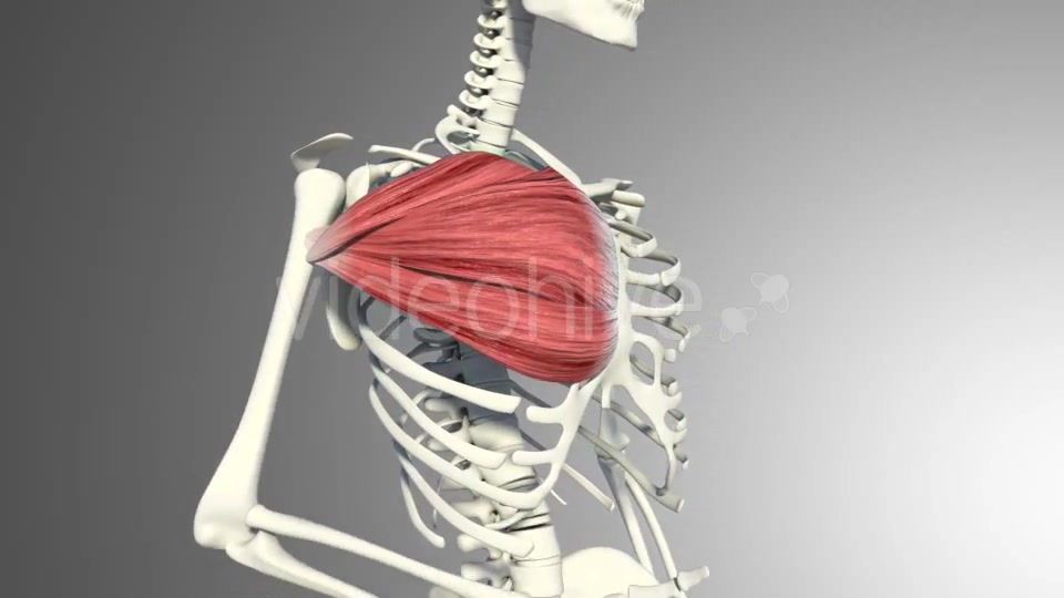 3D Pectoral Muscles Animation Videohive 20912760 Motion Graphics Image 7