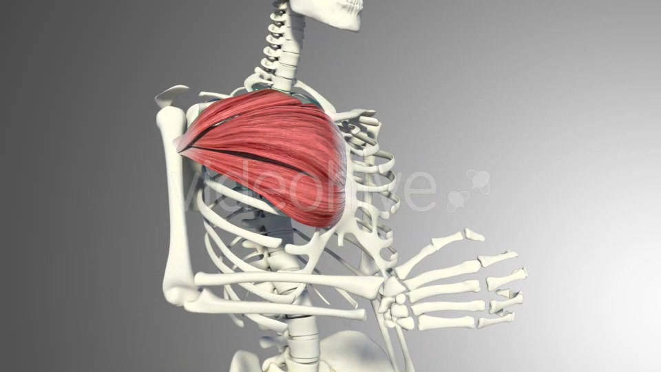 3D Pectoral Muscles Animation Videohive 20912760 Motion Graphics Image 8