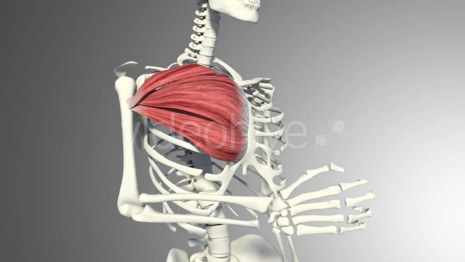 3D Pectoral Muscles Animation Videohive 20912760 Motion Graphics Image 9