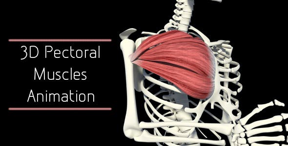 3D Pectoral Muscles Animation - Videohive Download 20912760
