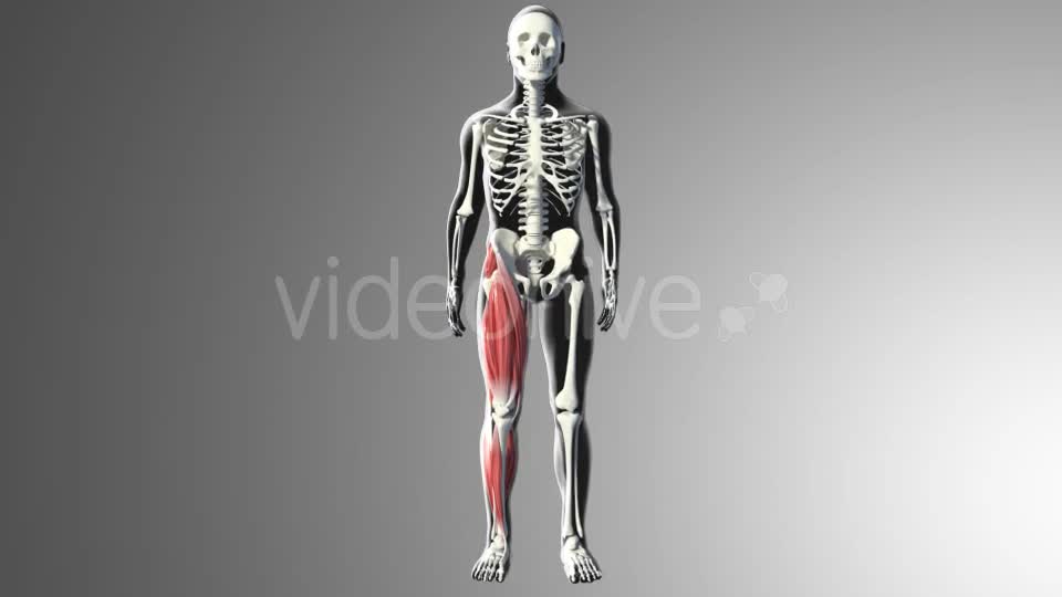 3D Quadriceps Muscles Videohive 20937722 Motion Graphics Image 1