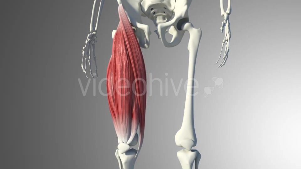 3D Quadriceps Muscles Videohive 20937722 Motion Graphics Image 10